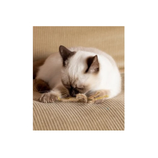  CattyMan Дразнилка для кошек - золотистый колосок 34см, фото 3 